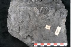 Foto (Detailansicht) von Noeggerathia palmaeformis Goeppert (NHMW-GEO-2024-0188-10733)